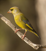 Mascle de Verdum (Carduelis chloris)