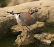 Gaig (Garrulus grandarius)