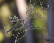 Mosquiter comú (Phylloscopus collybita)