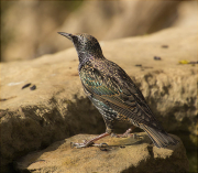 Estornell vulgar (Sturnus vulgaris)