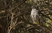 Astor (Accipiter gentilis)