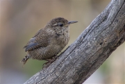 Cargolet (Troglodytes troglodytes)