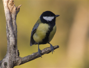 Mallerenga carbonera (Parus major)