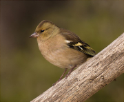 Femella de Pinsà comú (Fringilla coelebs)