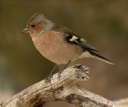 Mascle de Pinsà comú (Fringilla coelebs)