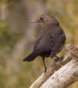 Femella de Merla (Turdus merula)