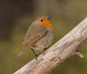 Pit roig (Erithacus rubecola)