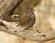 Pardal de bardissa (Prunella modularis)