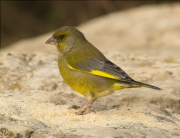 Mascle de Verdum (Carduelis chloris)