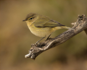 Mosquiter comú (Phylloscopus collybita)