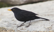 Mascle de Merla (Turdus merula)