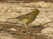 Femella de Gratapalles (Emberiza cirlus)