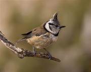 Mallerenga emplomallada (Parus cristatus)