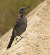 Jove de Merla blava (Monticola solitarius)