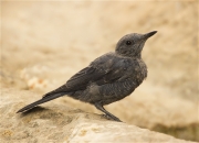 Jove de Merla blava (Monticola solitarius)