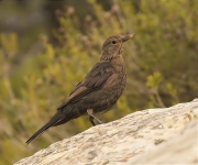 Femella jove de Merla (Turdus merula)