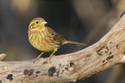 Femella de Gratapalles (Emberiza cirlus)