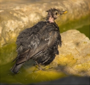 Jove de Merla (Turdus merula)