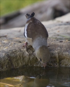 Durbec (Coccothraustes coccothraustes)