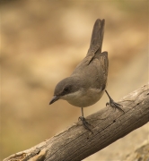 Tallarol de garriga (Sylvia cantillans)