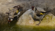 Cadernera (Carduelis carduelis)