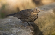 Jove de Merla (Turdus merula)