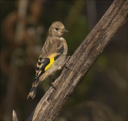 Jove de Cadernera (Carduelis carduelis)