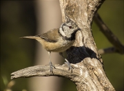 Mallerenga emplomallada (Parus cristatus)