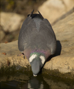 Tudó (Columba palumbus)