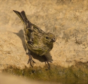 Gafarró (Serinus serinus)