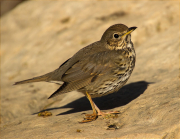 Tord comú (Turdus philomelos)