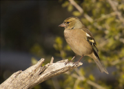 Femella de Pinsà comú (Fringilla coelebs)