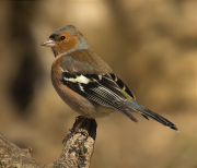 Mascle de Pinsà comú (Fringilla coelebs)