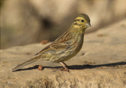 Femella de Gratapalles (Emberiza cirlus)