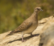 Jove de Tórtora (Streptopelia turtur)