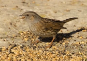 Pardal de bardissa (Prunella modularis)