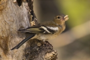 Femella de Pinsà comú (Fringilla coelebs)