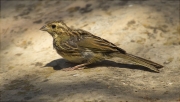 Femella de Gratapalles (Emberiza cirlus)