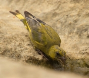 Mascle de Verdum (Carduelis chloris)