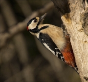 Mascle de Picot garser gros (Dendrocopos major)