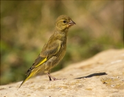 Jove de Verdum (Carduelis chloris)