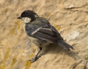 Mallerenga carbonera (Parus major)