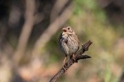 Cruixidell (Emberiza calandra)