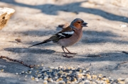 Pinsà comú (Fringilla coelebs)