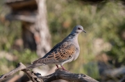 Tórtora vulgar (Streptopelia turtur)