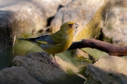 Verdum (Carduelis chloris)