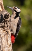 Picot garser gros (Dendrocopos major)