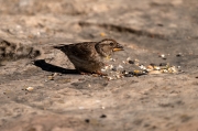 Pardal roquer (Petronia petronia)