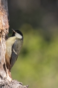 Mallerenga carbonera (Parus major)