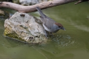 Femella de Tallarol de casquet (Sylvia atricapilla)